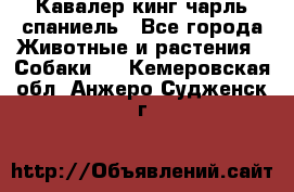 Кавалер кинг чарль спаниель - Все города Животные и растения » Собаки   . Кемеровская обл.,Анжеро-Судженск г.